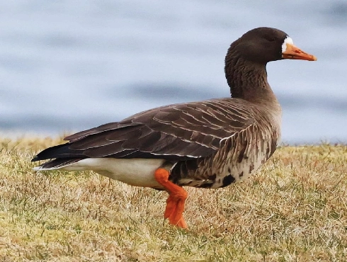 Greater White-fronted Goose Watching